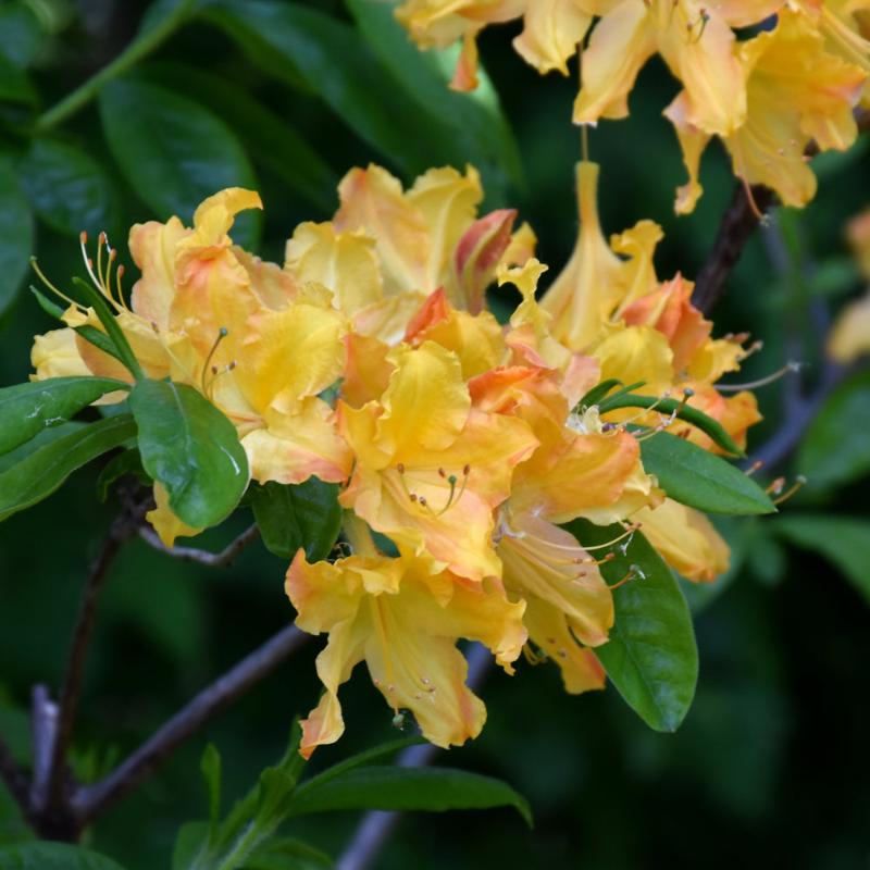 AZALEA GOLDEN LIGHT – Knippel Garden Centre