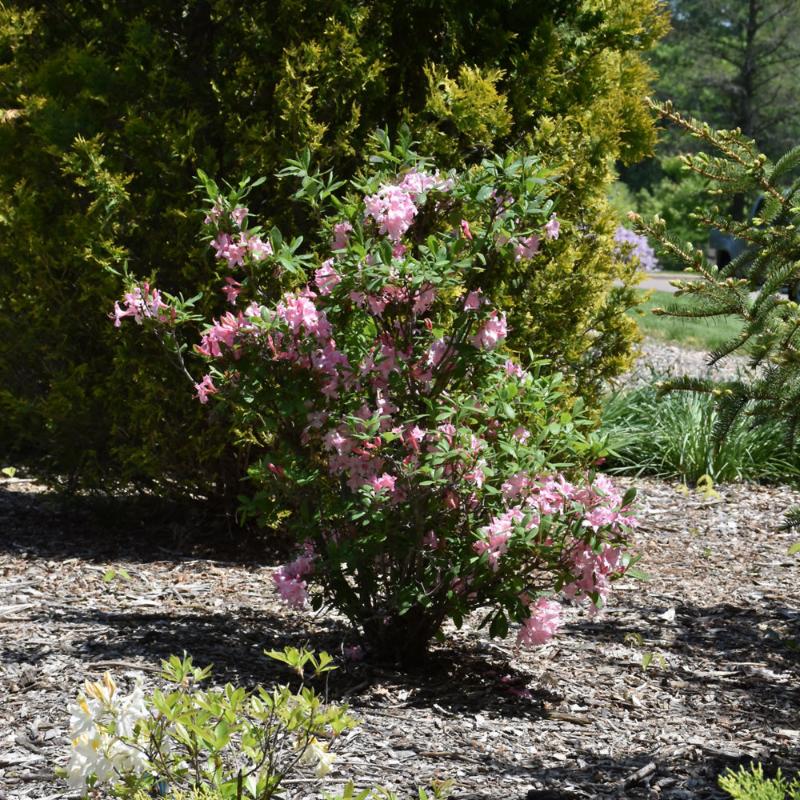AZALEA CANDY LIGHTS – Knippel Garden Centre