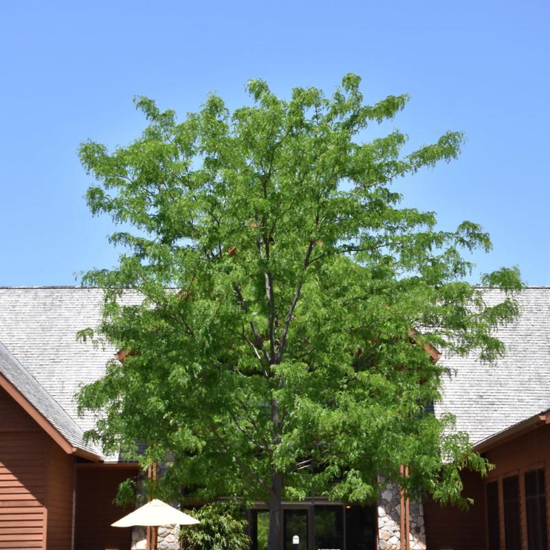 HONEY LOCUST SKYLINE