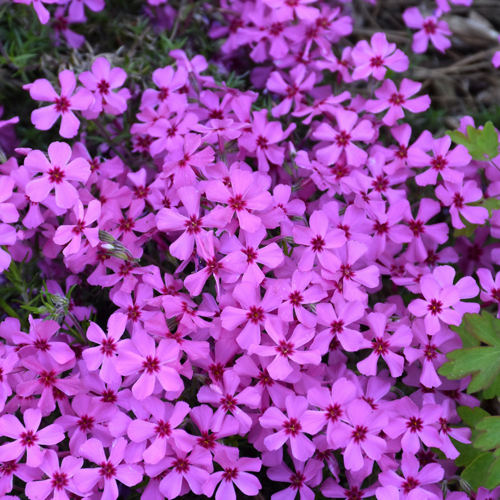 PHLOX RUBY RIOT – Knippel Garden Centre