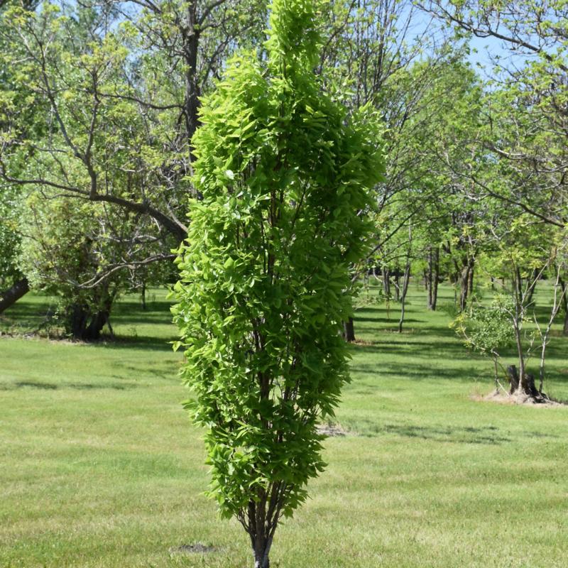 HACKBERRY PRAIRIE SENTINEL – Knippel Garden Centre