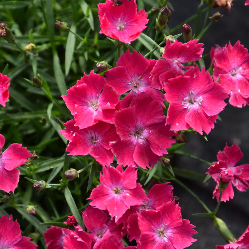 DIANTHUS BEAUTIES KAHORI SCARLET