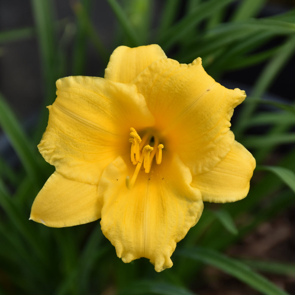 HEMEROCALLIS STELLA DE ORO – Knippel Garden Centre