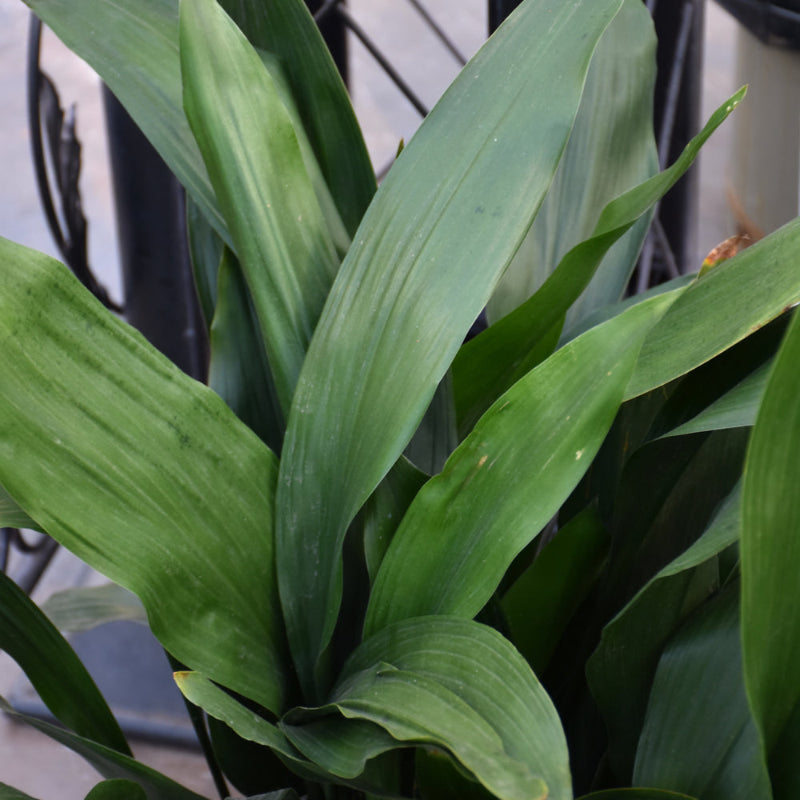 ASPIDISTRA ELATOR