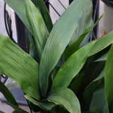 ASPIDISTRA ELATOR