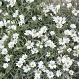 CERASTIUM TOMENTOSUM