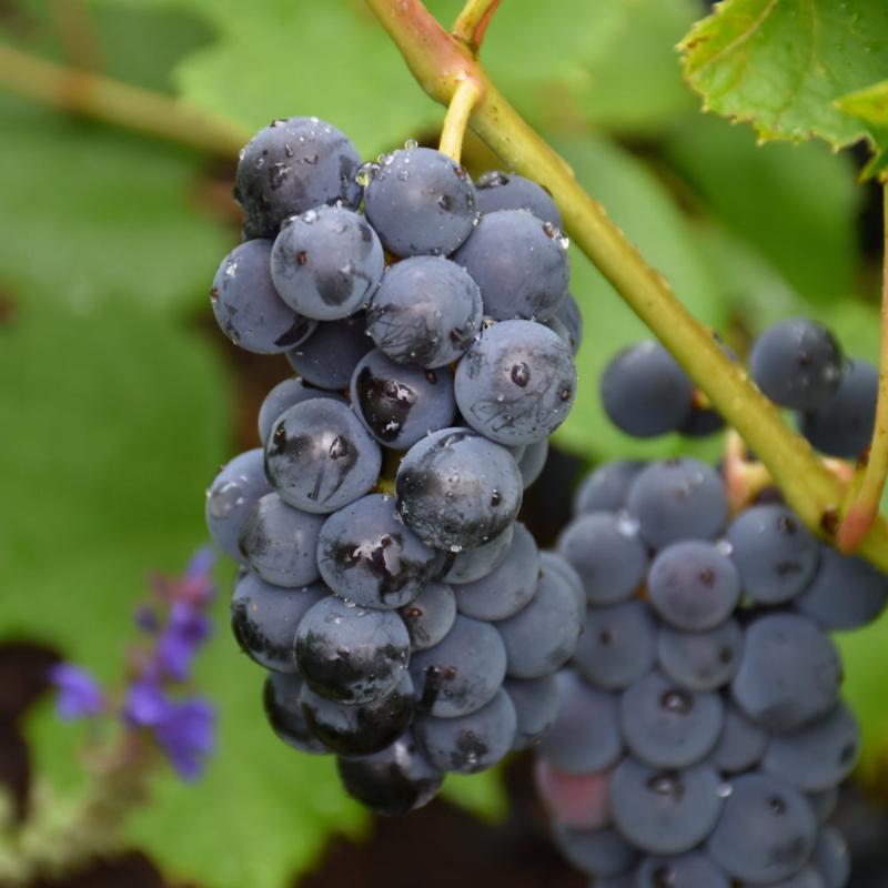 GRAPE BETA