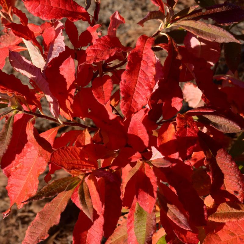 AZALEA ROSY LIGHTS