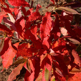 AZALEA ROSY LIGHTS