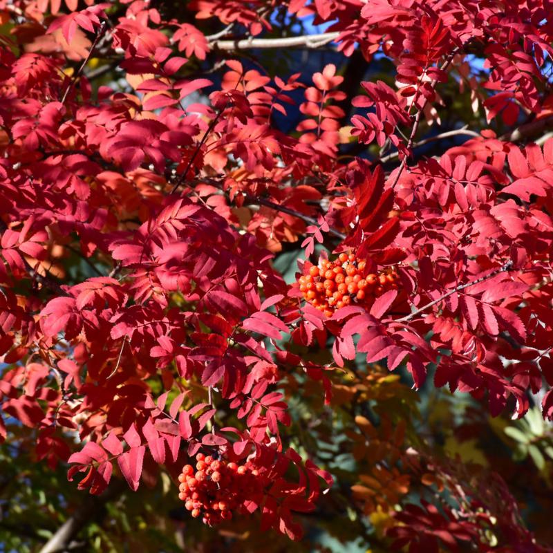 MOUNTAIN ASH SHOWY
