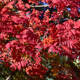 MOUNTAIN ASH SHOWY