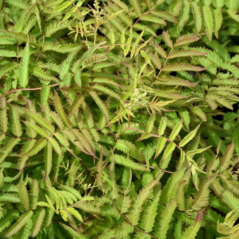 FALSE SPIREA MATCHA BALL