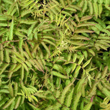 FALSE SPIREA MATCHA BALL