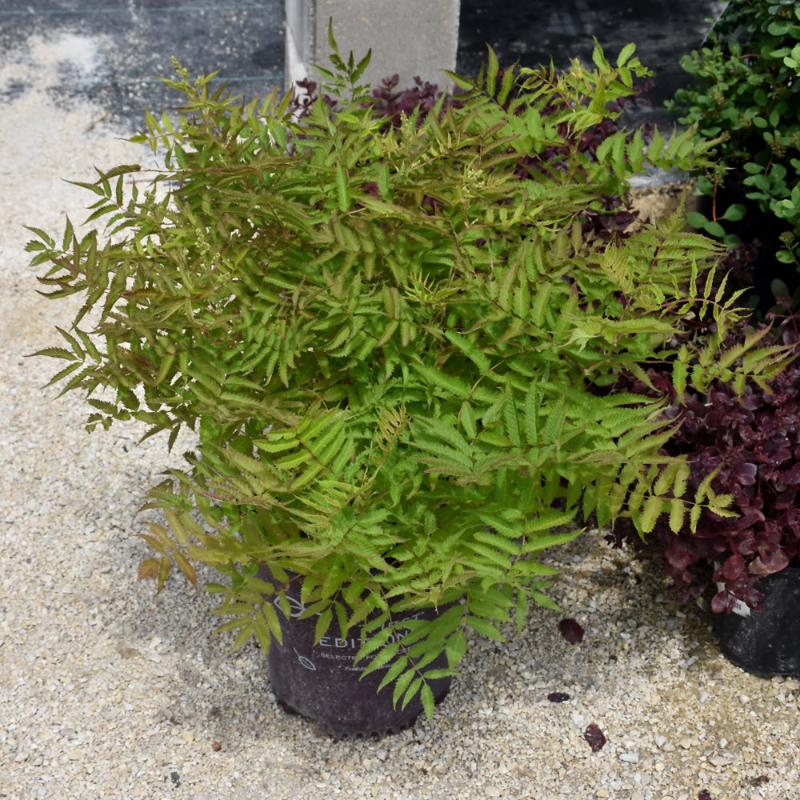 FALSE SPIREA MATCHA BALL