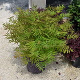 FALSE SPIREA MATCHA BALL