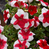 Petunia Multiflora