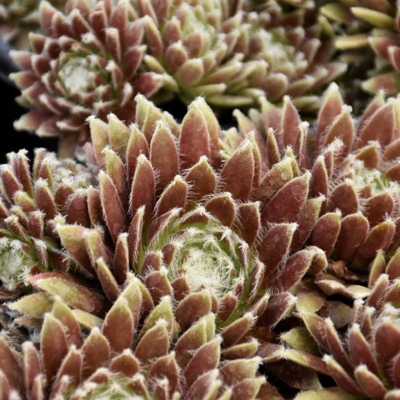 cosmic candy succulent SEMPERVIVUM COSMIC CANDY – Knippel Garden Centre