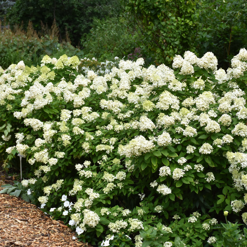 HYDRANGEA LIMELIGHT PRIME