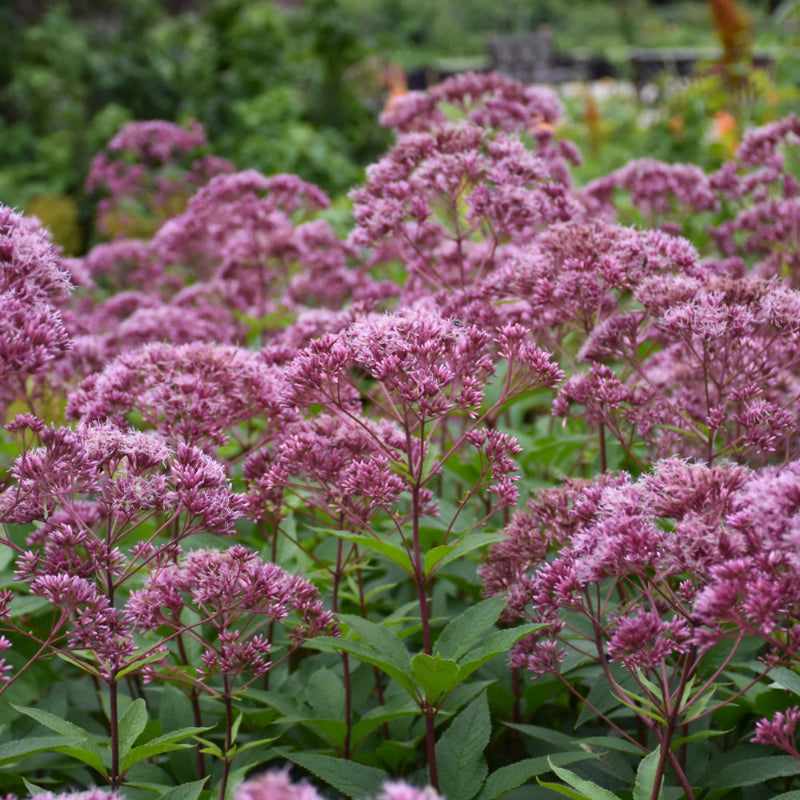 EUTROCHIUM PURPUREUM