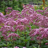 EUTROCHIUM PURPUREUM