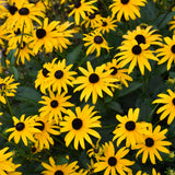 RUDBECKIA AMERICAN GOLD RUSH