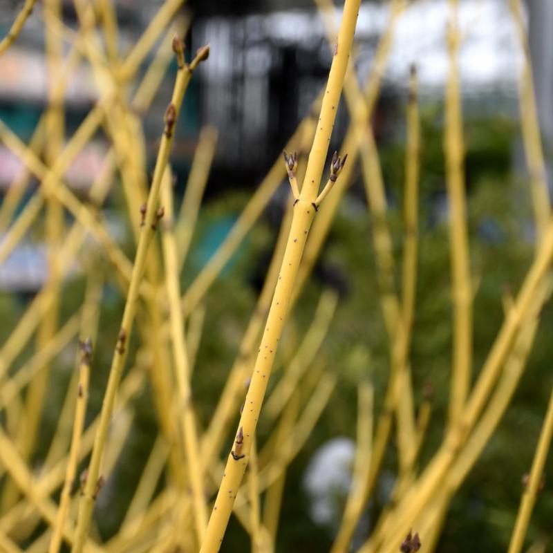 DOGWOOD ARTIC FIRE YELLOW