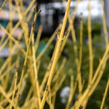 DOGWOOD ARTIC FIRE YELLOW