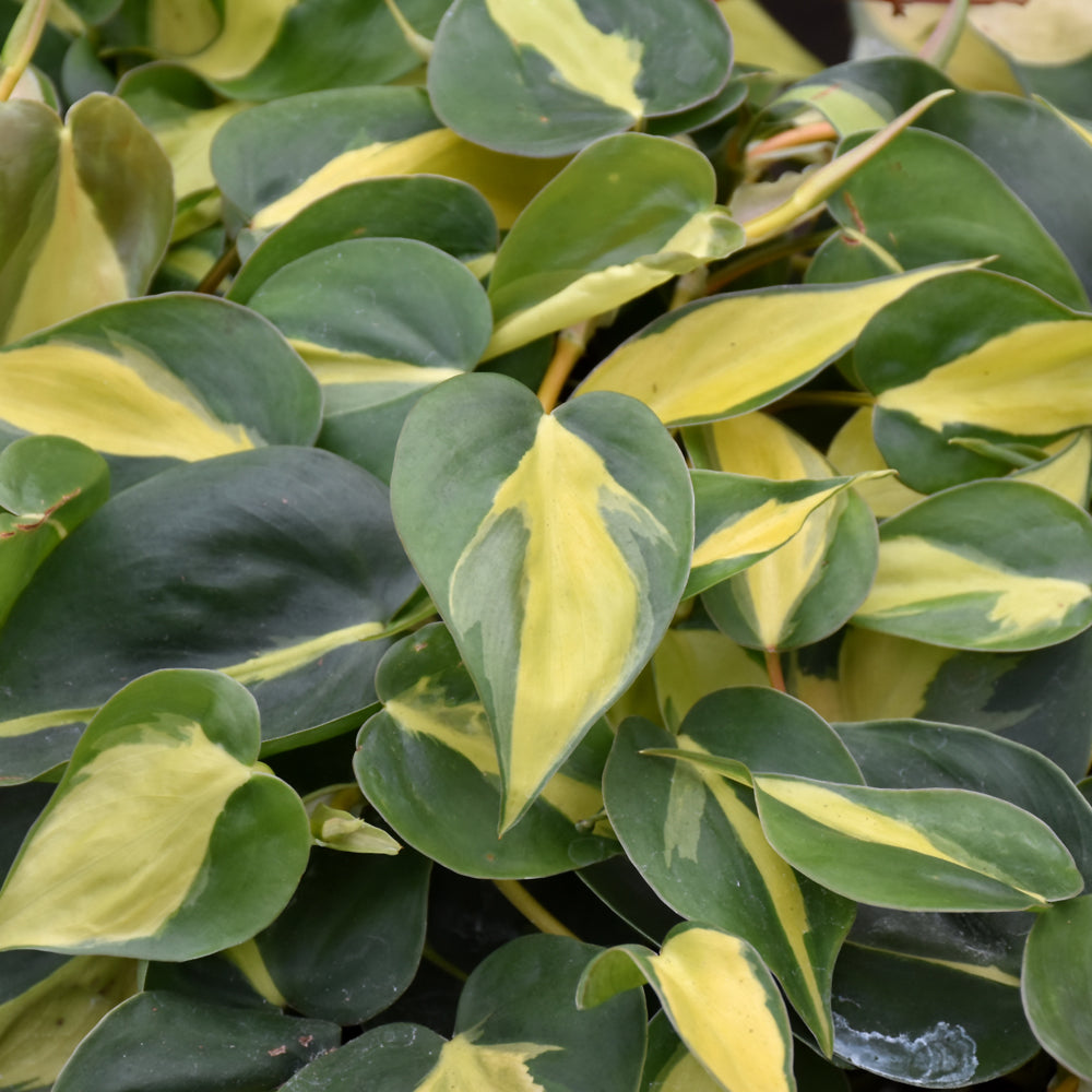 PHILODENDRON BRAZIL