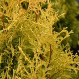 CEDAR HIGHLIGHT JANED GOLD