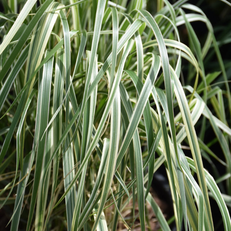 Calamagrostis Hello Spring Calamagrostis Hello Spring