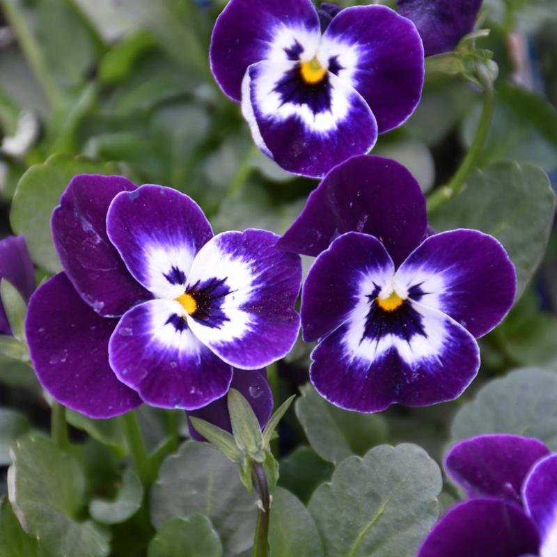 VIOLA SORBET PURPLE FACE – Knippel Garden Centre