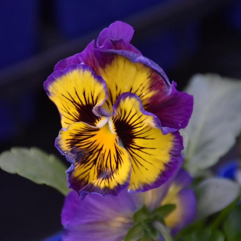 VIOLA FRIZZLE SIZZLE LEMONBERRY