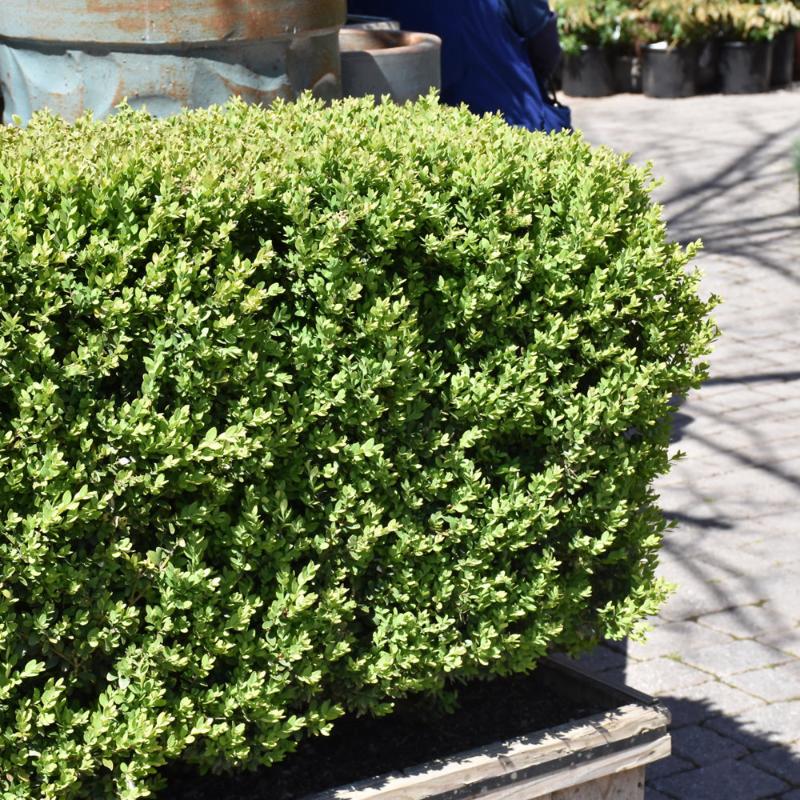 BOXWOOD GREEN MOUNTAIN – Knippel Garden Centre