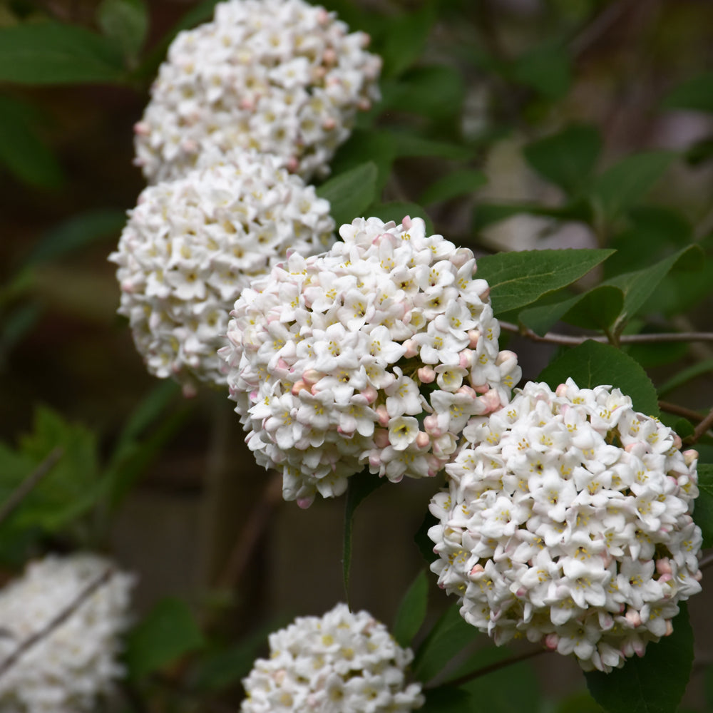 VIBURNUM CARLCEPHALUM