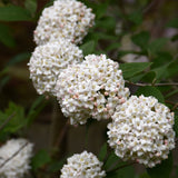 VIBURNUM CARLCEPHALUM