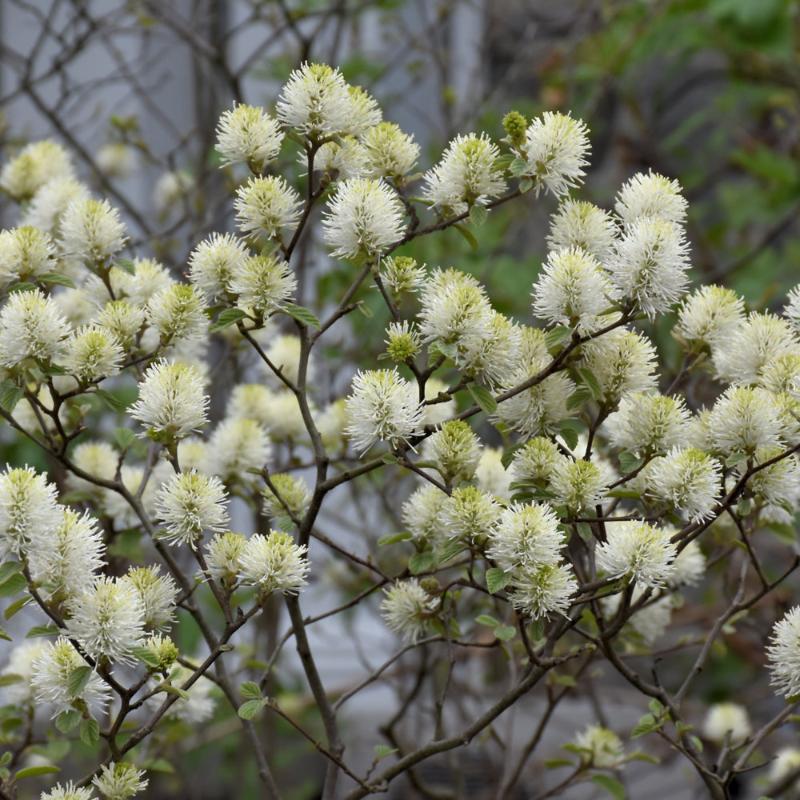 FOTHERGILLA LEGEND OF THE FALL