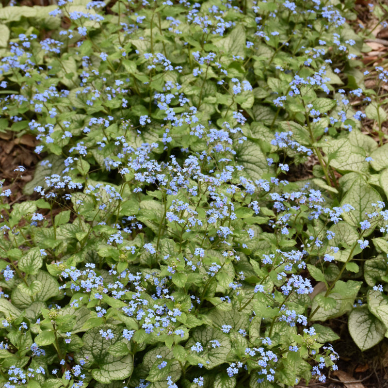 BRUNNERA JACK FROST – Knippel Garden Centre