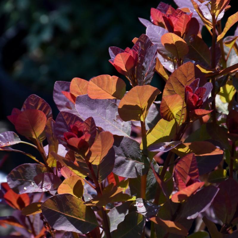 SMOKEBUSH THE VELVET FOG