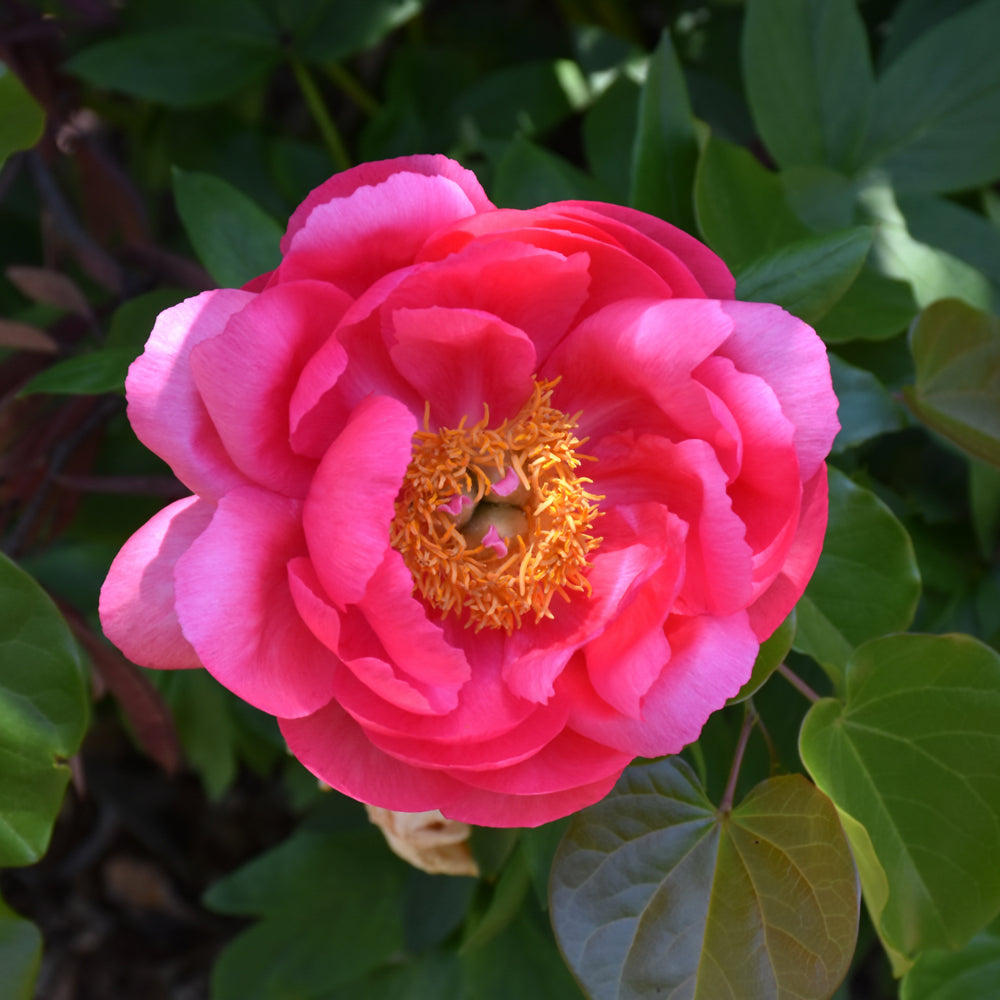 PAEONIA CYTHEREA