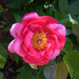 PAEONIA CYTHEREA