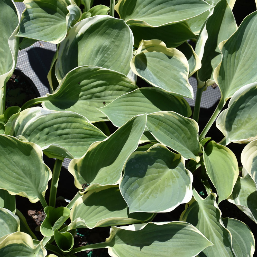 HOSTA ORIONS BELT