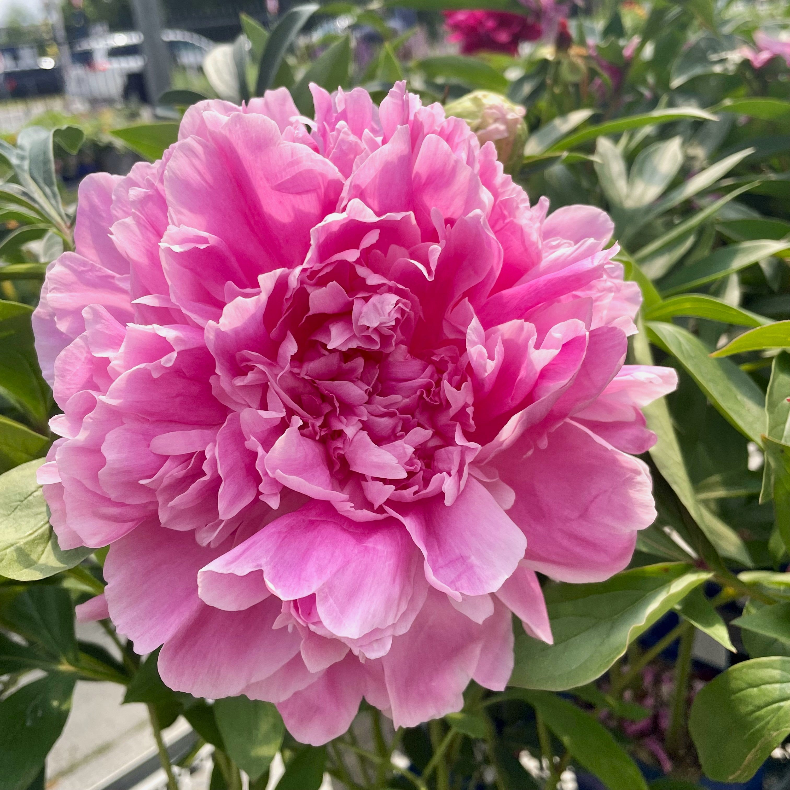PAEONIA JACORMA – Knippel Garden Centre