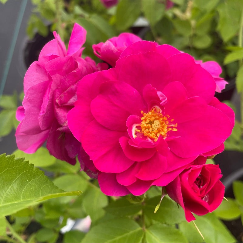 ROSE EXPLORER JOHN CABOT – Knippel Garden Centre