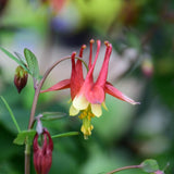 AQUILEGIA CANADENSIS