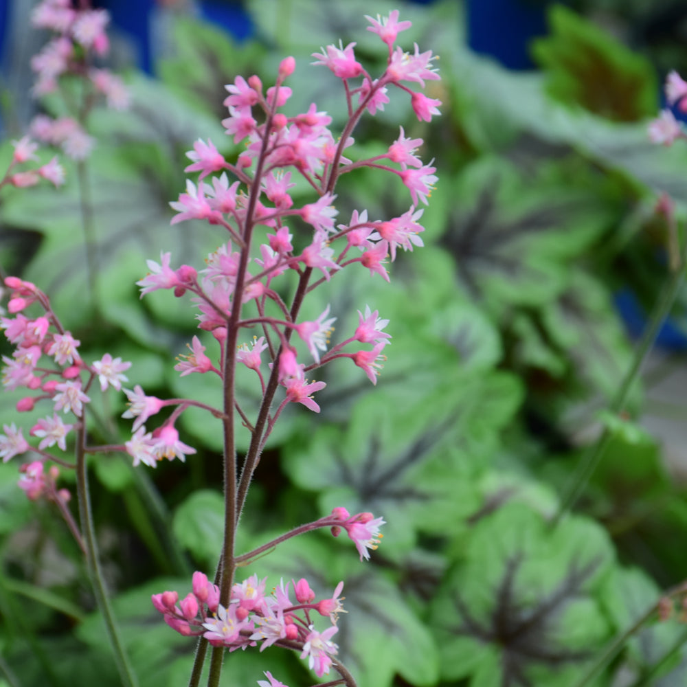 HEUCHERELLA PINK FIZZ – Knippel Garden Centre