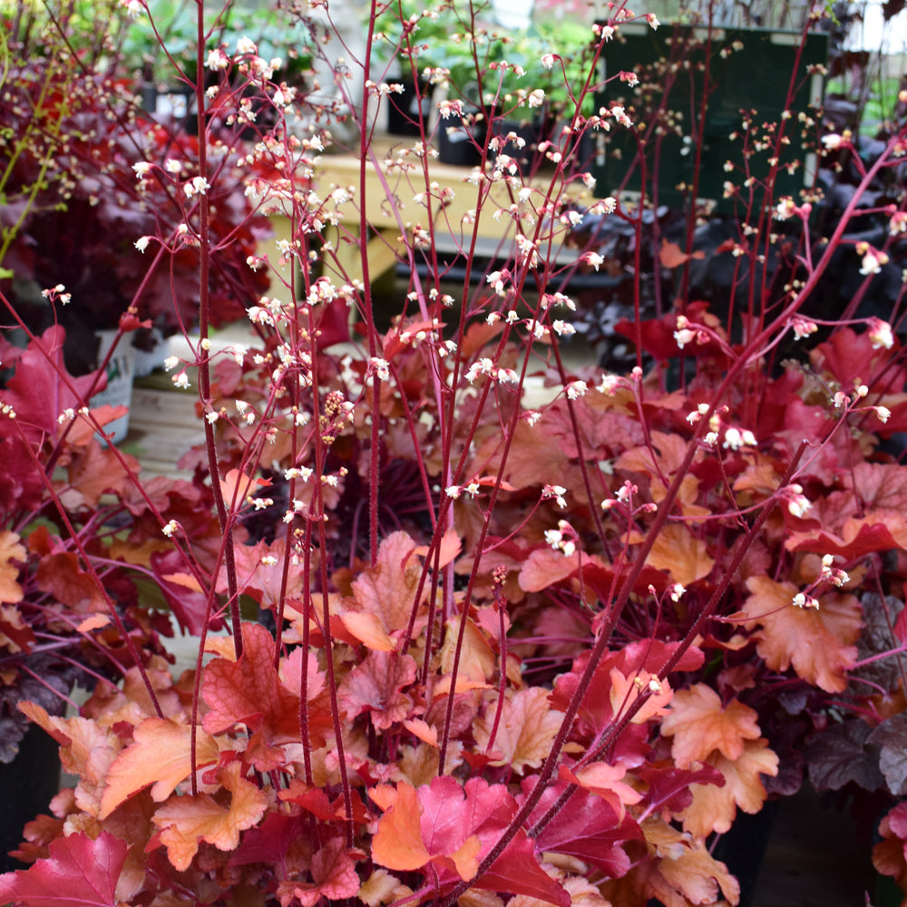 HEUCHERA PEACH FLAMBE
