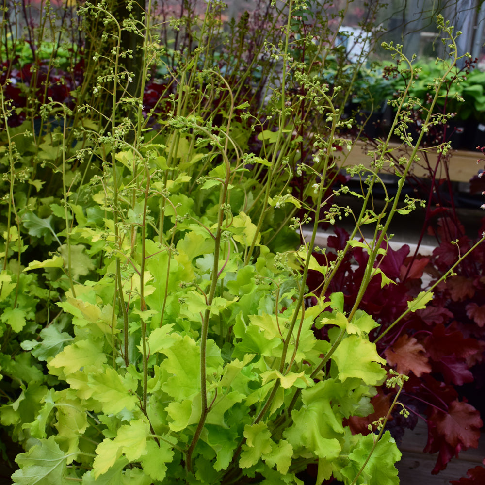 HEUCHERA LIME MARMALADE
