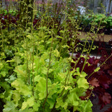 HEUCHERA LIME MARMALADE