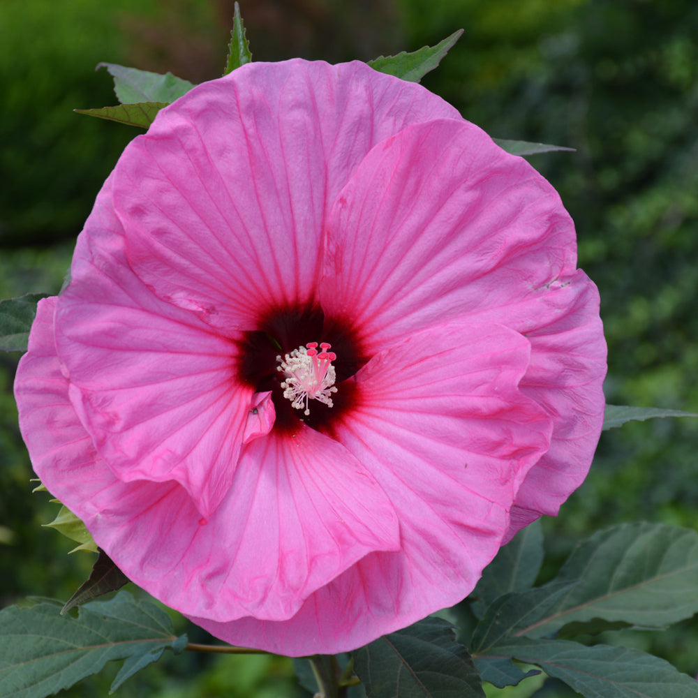 HIBISCUS SUMMERIFIC CANDY CRUSH – Knippel Garden Centre