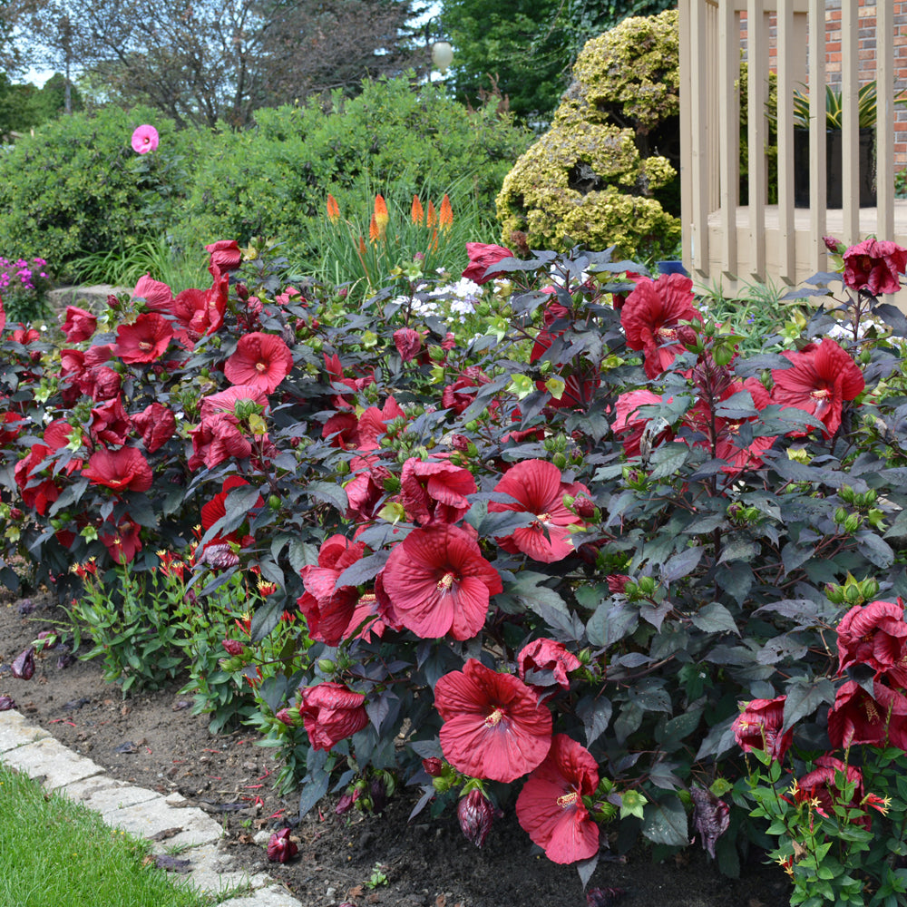 HIBISCUS HOLY GRAIL